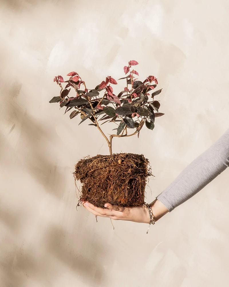 Loropetalum chinense