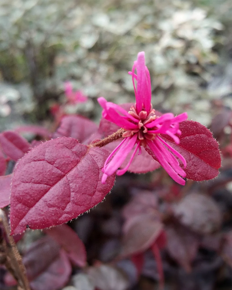 Loropetalum chinense
