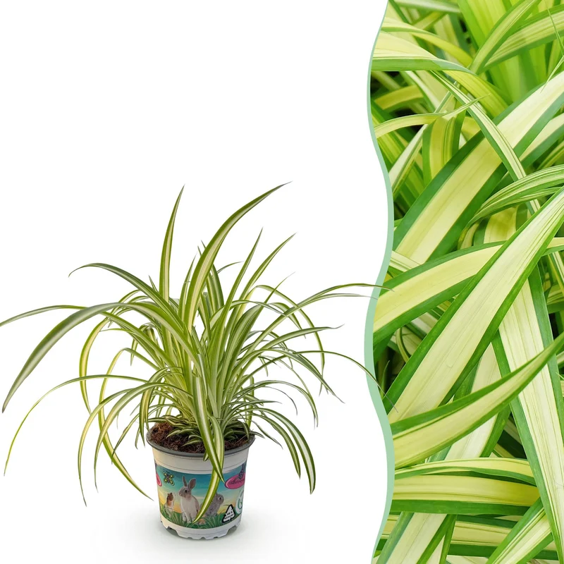 Chlorophytum comosum Variegatum - Bunte Graslilie - 1 Pflanze - Topf 12cm - Höhe 20cm