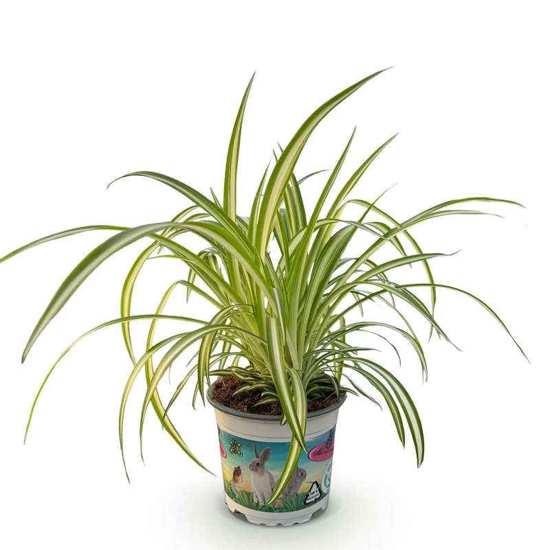 Chlorophytum comosum Variegatum - Bunte Graslilie - 1 Pflanze - Topf 12cm - Höhe 20cm