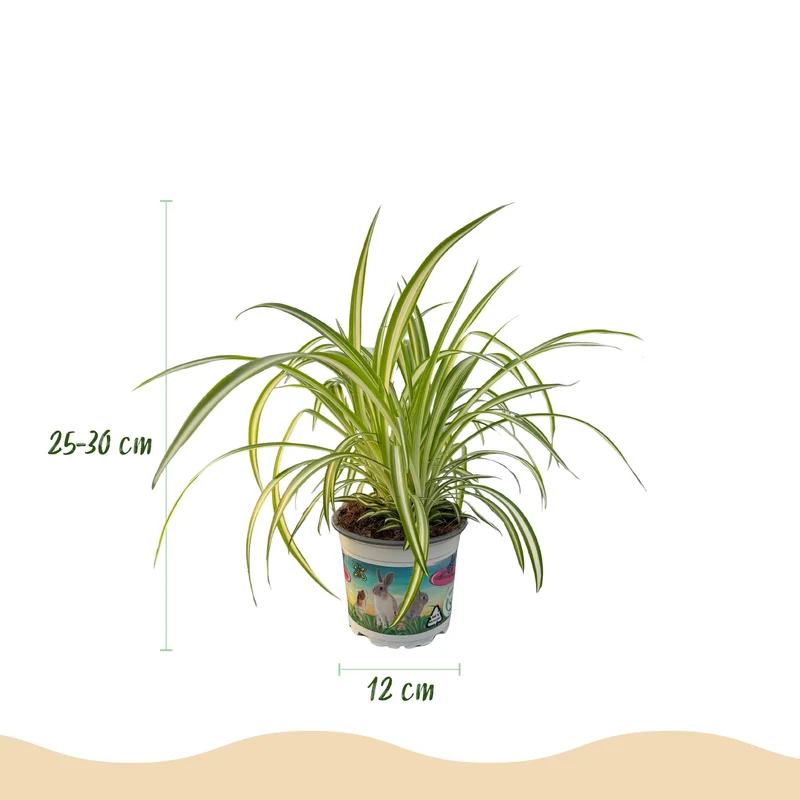 Chlorophytum comosum Variegatum - Bunte Graslilie - 1 Pflanze - Topf 12cm - Höhe 20cm