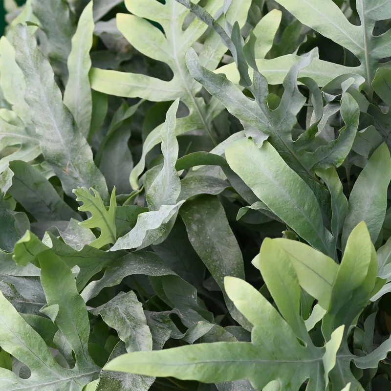Phlebodium aureum ‘Blue Star’ – Blauer Farn – haustierfreundliche Zimmerpflanze
