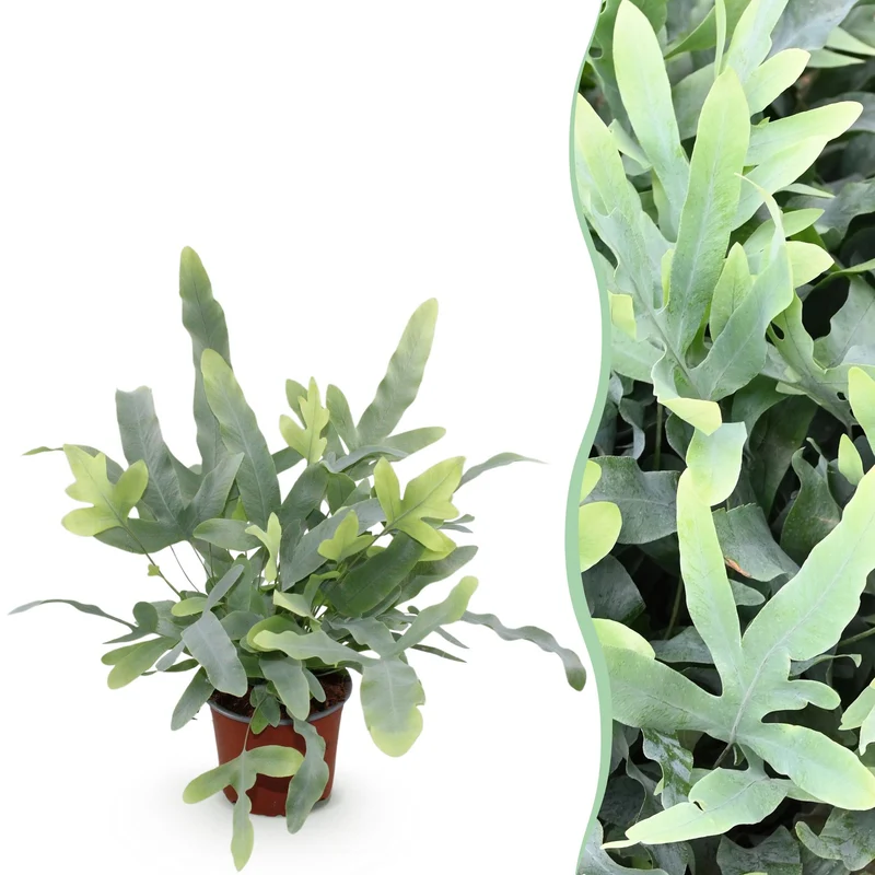Phlebodium aureum ‘Blue Star’ – Blauer Farn – haustierfreundliche Zimmerpflanze