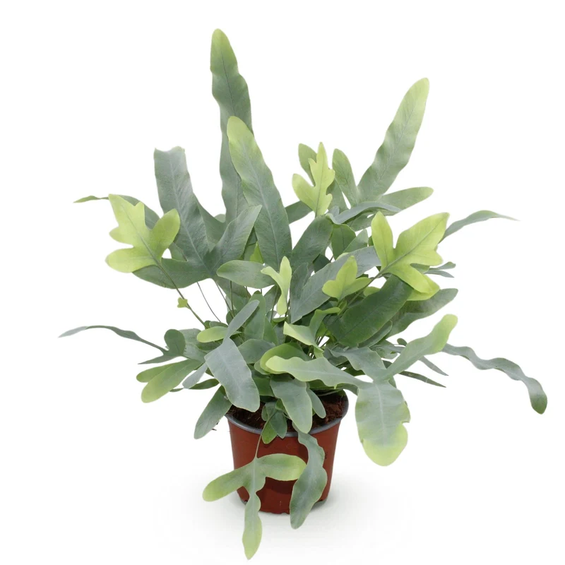 Phlebodium aureum ‘Blue Star’ – Blauer Farn – haustierfreundliche Zimmerpflanze