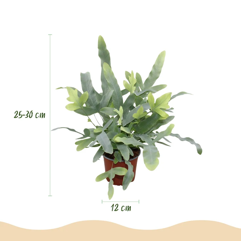 Phlebodium aureum ‘Blue Star’ – Blauer Farn – haustierfreundliche Zimmerpflanze