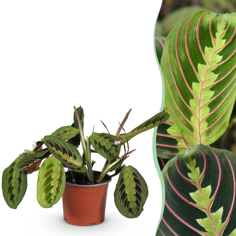 Maranta Fascinator Tricolour - Gebetsblatt - Haustierfreundliche Pflanze - Grün - 1 Pflanze - Topf 12cm - Höhe 25cm