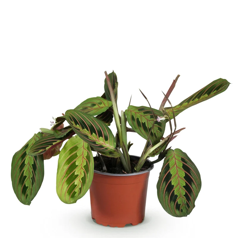 Maranta Fascinator Tricolour - Gebetsblatt - Haustierfreundliche Pflanze - Grün - 1 Pflanze - Topf 12cm - Höhe 25cm