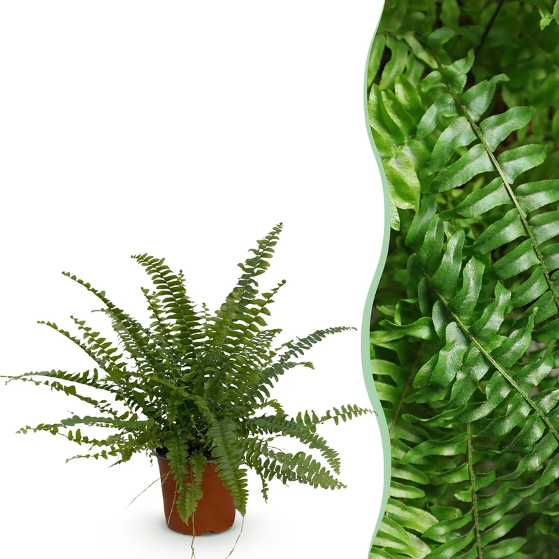 Nephrolepsis exaltata Green Lady - Farn - 1 Pflanze - Topf 12cm - Höhe 25cm