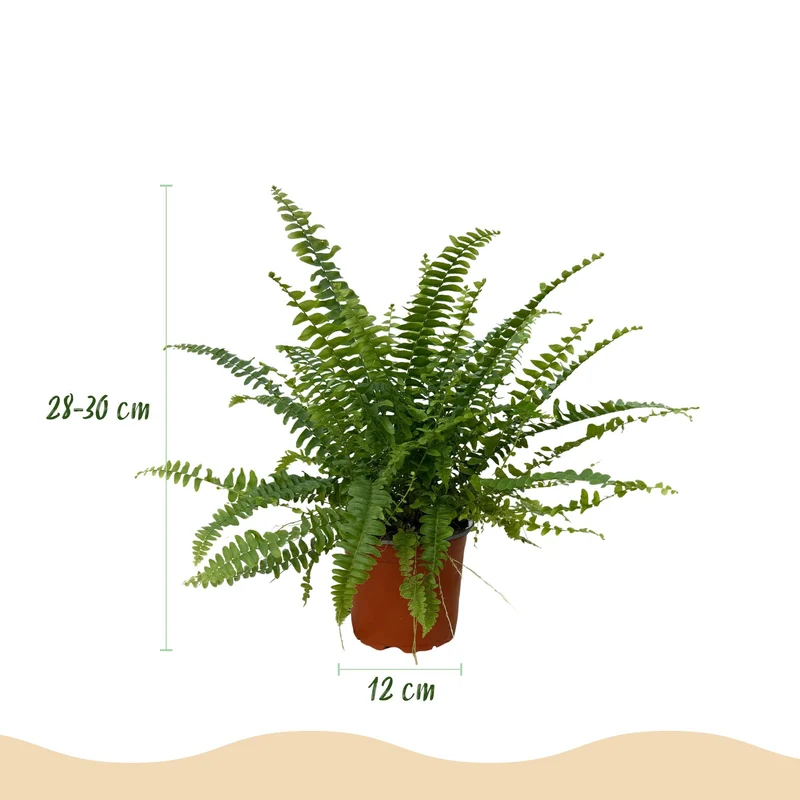 Nephrolepsis exaltata Green Lady - Farn - 1 Pflanze - Topf 12cm - Höhe 25cm