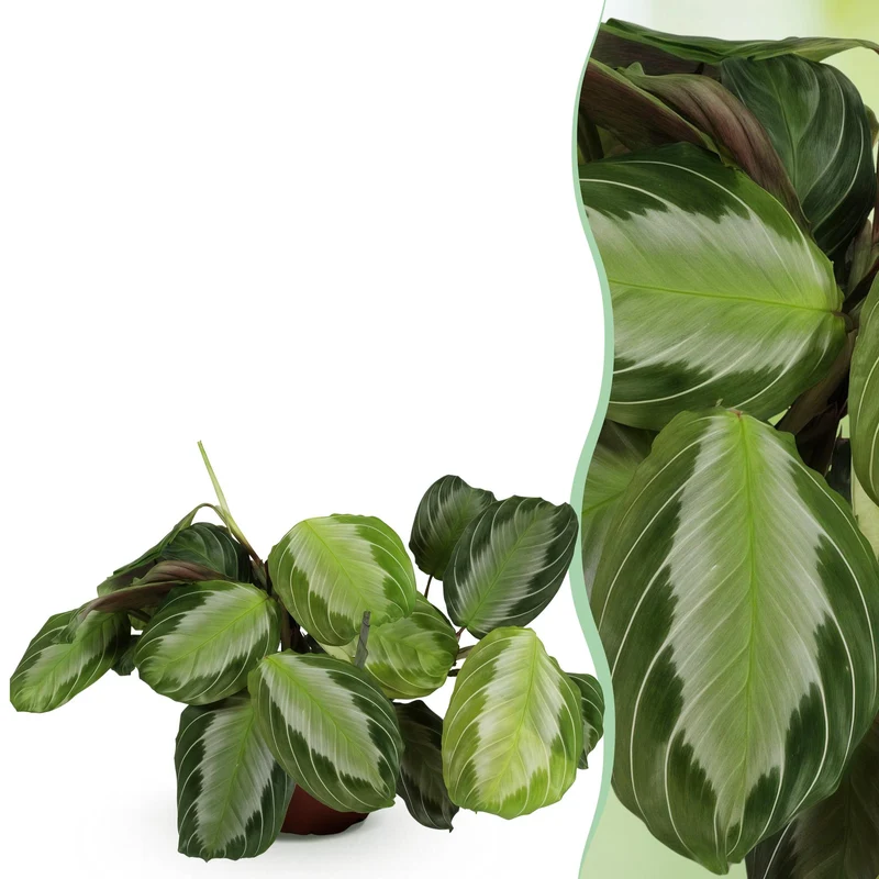 Maranta Fascinator Silverband - Gebetspflanze - 1 Pflanze - Topf 12cm - Höhe 25cm