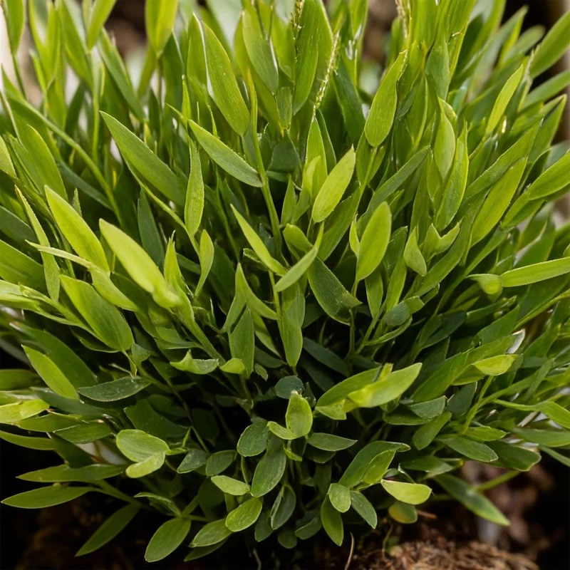 Bamusa Pogonatherum Monica - Bambusgras - 1 Pflanze - Topf 12cm - Höhe 20cm
