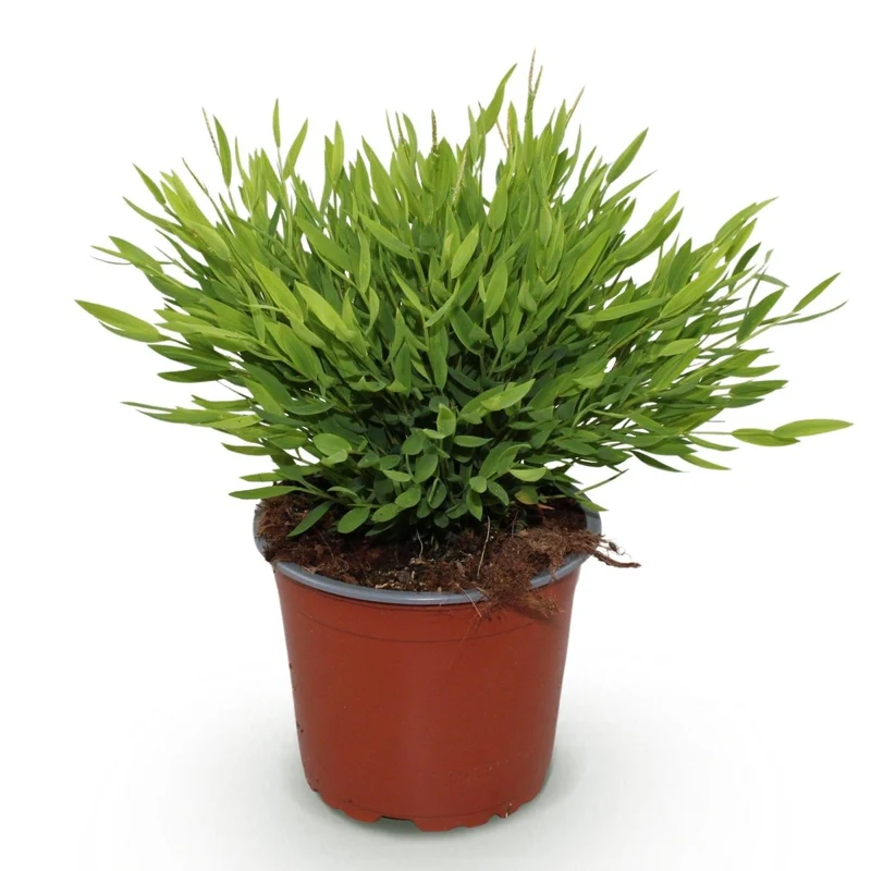 Bamusa Pogonatherum Monica - Bambusgras - 1 Pflanze - Topf 12cm - Höhe 20cm