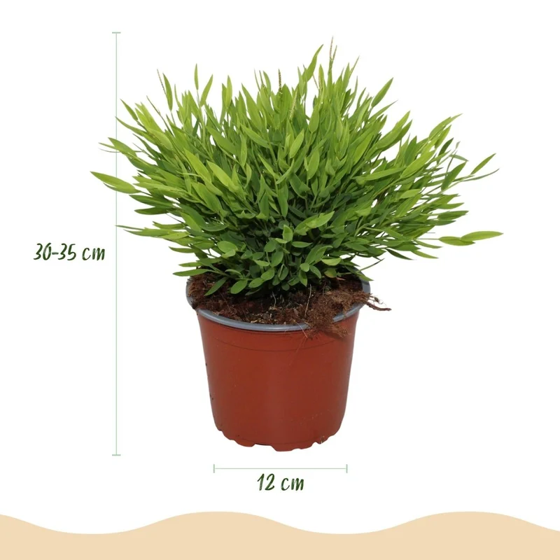 Bamusa Pogonatherum Monica - Bambusgras - 1 Pflanze - Topf 12cm - Höhe 20cm