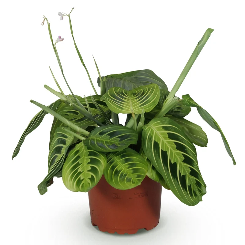 Green boutiQ - Zimmerpflanze - Maranta Fascinator Lemon Lime - Gebetspflanze - Haustierfreundliche Pflanze - Grün - 1 Pflanze - Topf 12cm - Höhe 25cm