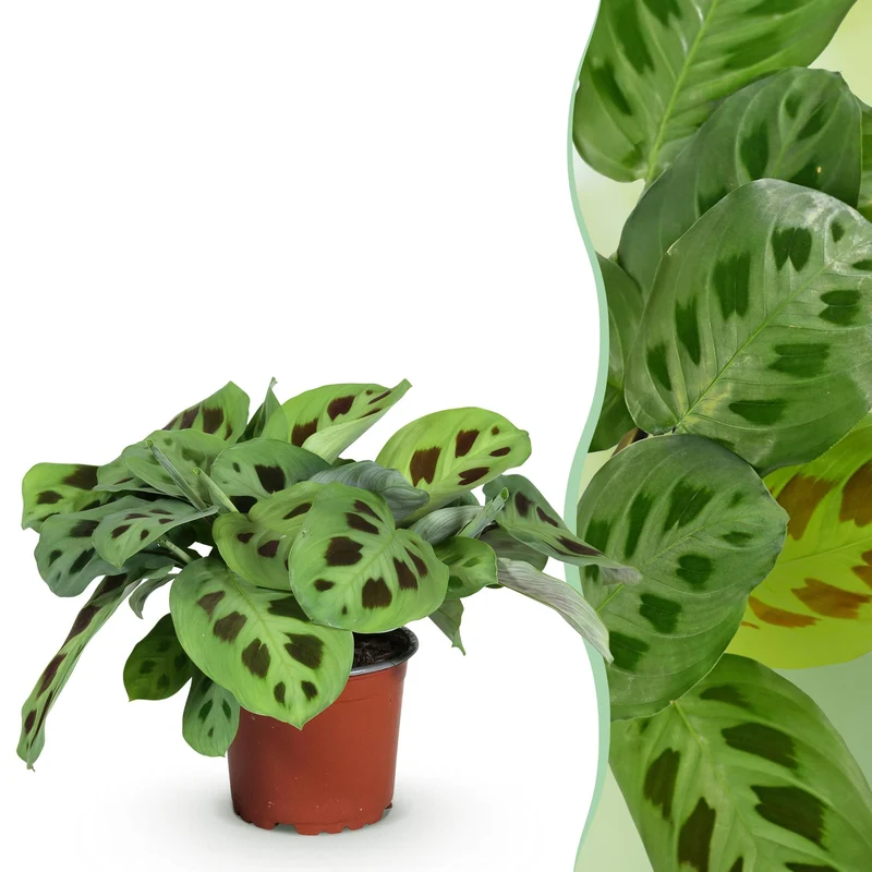 Maranta Fascinator Kerchoveana - Zebrapflanze - 1 Pflanze - Topf 12cm - Höhe 25cm