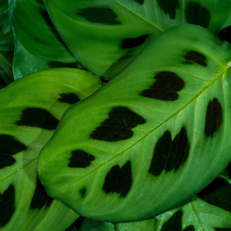 Maranta Fascinator Kerchoveana - Zebrapflanze - 1 Pflanze - Topf 12cm - Höhe 25cm