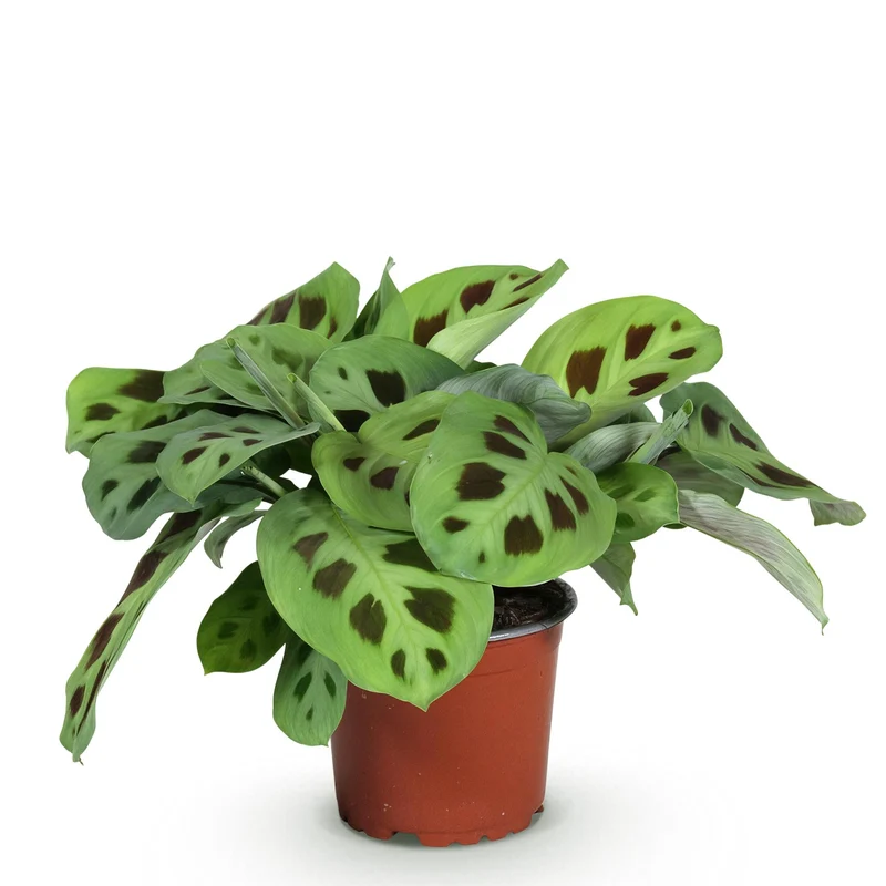 Maranta Fascinator Kerchoveana - Zebrapflanze - 1 Pflanze - Topf 12cm - Höhe 25cm