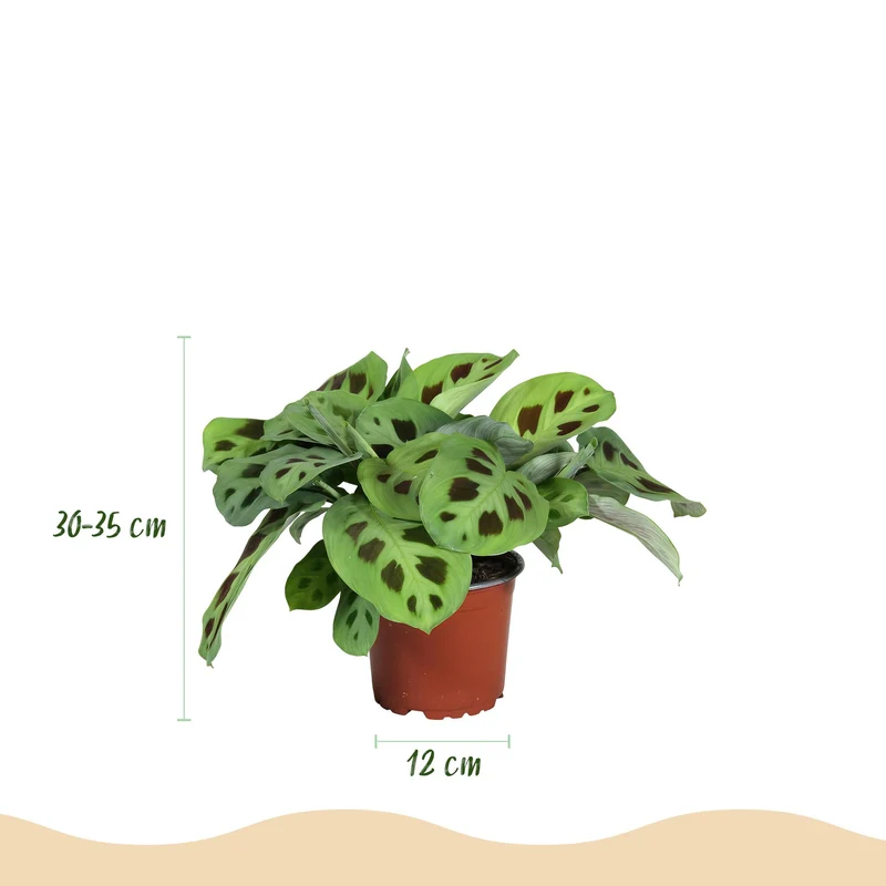 Maranta Fascinator Kerchoveana - Zebrapflanze - 1 Pflanze - Topf 12cm - Höhe 25cm