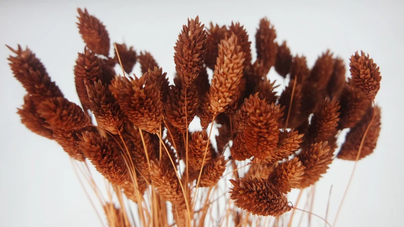 Phalaris - 1 Bund- Schokolade