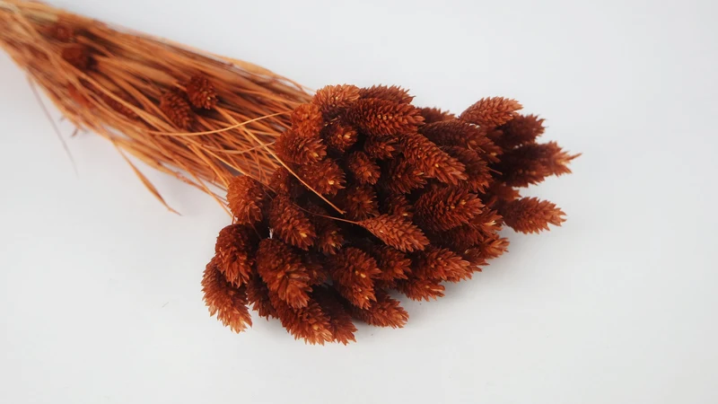 Phalaris - 1 Bund- Schokolade