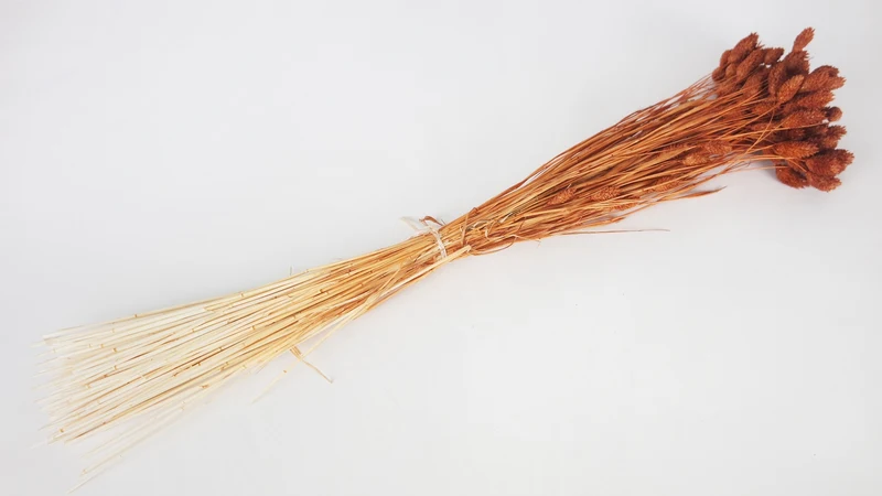 Phalaris - 1 Bund- Schokolade
