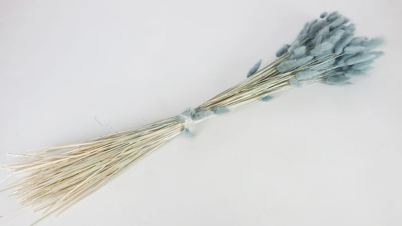 Lagurus getrocknet - 1 Bund - Blaugrau