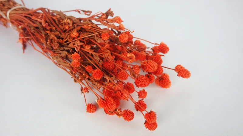 Gomphrena - 1 Bund - Orange