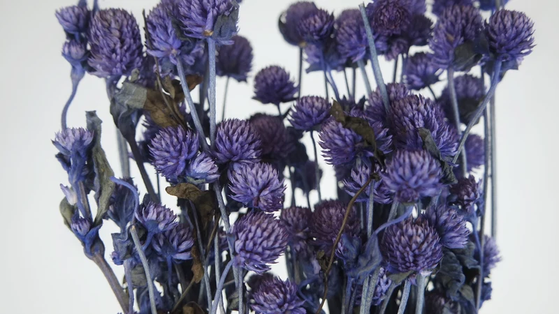 Gomphrena - 1 Bund - Dunkelviolett