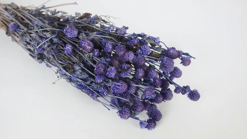 Gomphrena - 1 Bund - Dunkelviolett