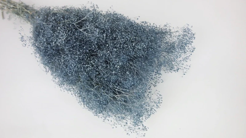 Konserviertes Schleierkraut Mini - 1 Bund - Blaugrau