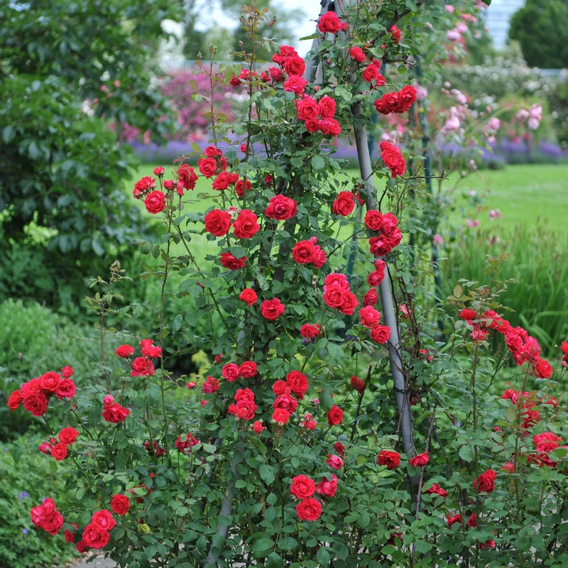 Kletterrose - Rosa Paul Scarlet Climber - Blüte Rot - Wenig Pflege - 2 Pflanzen - Topf 11cm Höhe 40cm