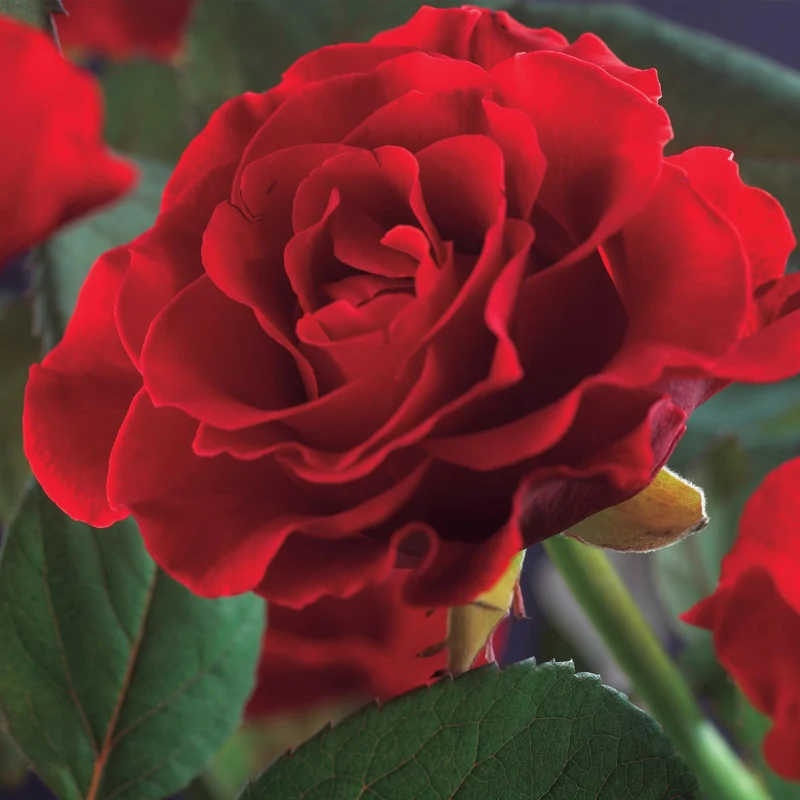 Kletterrose - Rosa Paul Scarlet Climber - Blüte Rot - Wenig Pflege - 2 Pflanzen - Topf 11cm Höhe 40cm