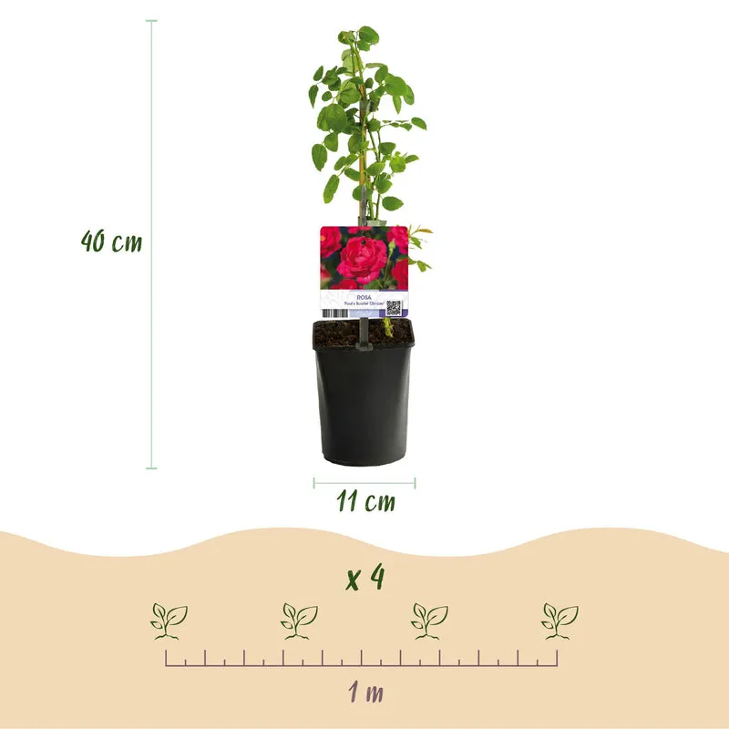 Kletterrose - Rosa Paul Scarlet Climber - Blüte Rot - Wenig Pflege - 2 Pflanzen - Topf 11cm Höhe 40cm