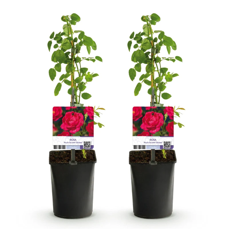 Kletterrose - Rosa Paul Scarlet Climber - Blüte Rot - Wenig Pflege - 2 Pflanzen - Topf 11cm Höhe 40cm