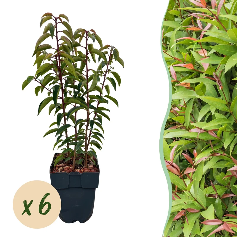 Heckenpflanzen - Prunus lusitanica Angustifolia - Blatt grün - 6 Pflanzen - 1 laufender Meter - immergrün - Topf 17cm Höhe 50cm