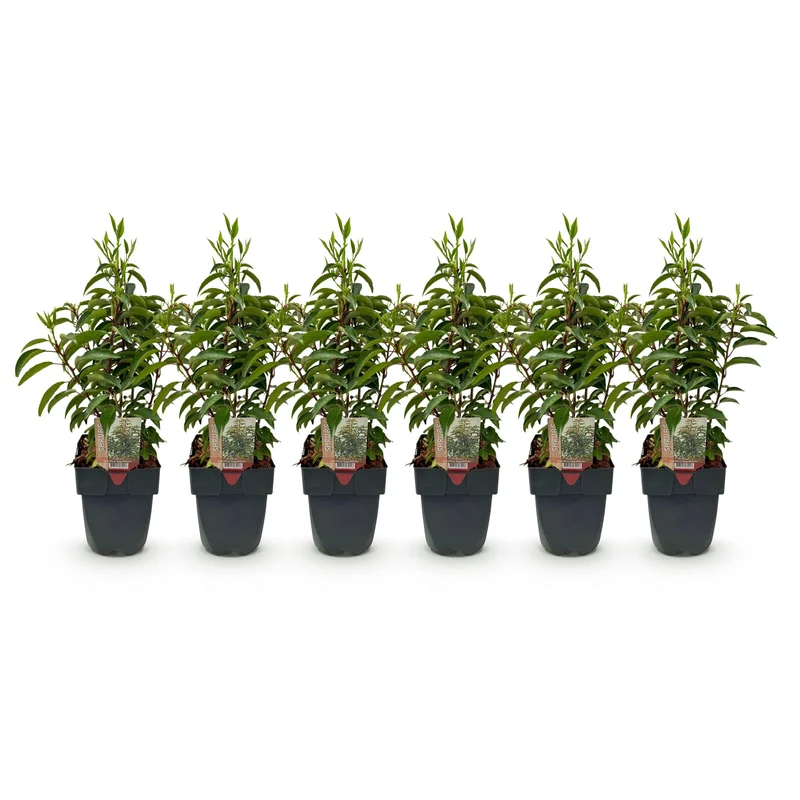 Heckenpflanzen - Prunus lusitanica Angustifolia - Blatt grün - 6 Pflanzen - 1 laufender Meter - immergrün - Topf 17cm Höhe 50cm