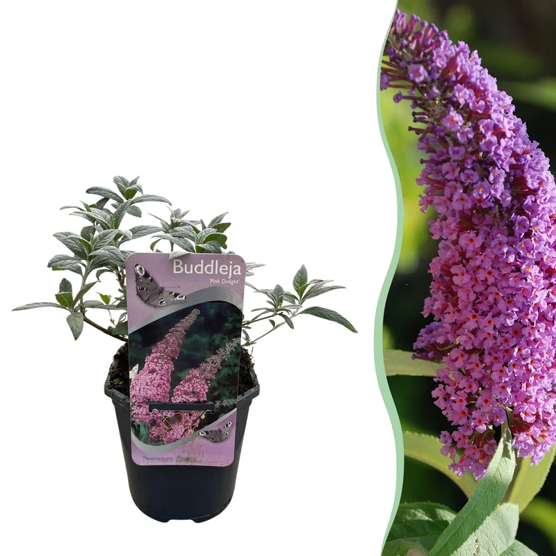 Schmetterlingsstrauch - Buddleja davidii Pink Delight - Blüte Rosa - 1 Pflanze - Laubabwerfend - Schmetterlingsanziehend - Topf 17cm Höhe 25cm