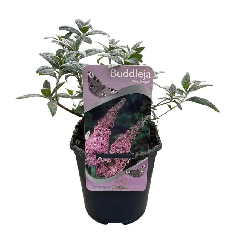 Schmetterlingsstrauch - Buddleja davidii Pink Delight - Blüte Rosa - 1 Pflanze - Laubabwerfend - Schmetterlingsanziehend - Topf 17cm Höhe 25cm