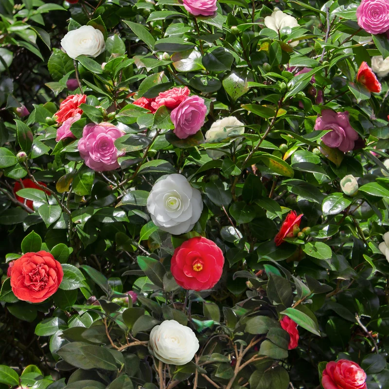 Camelia japonica Tricolour - Blüte Rosa, Weiß und Rot - 1 Pflanze - Immergrün - Topf 15cm Höhe 30cm