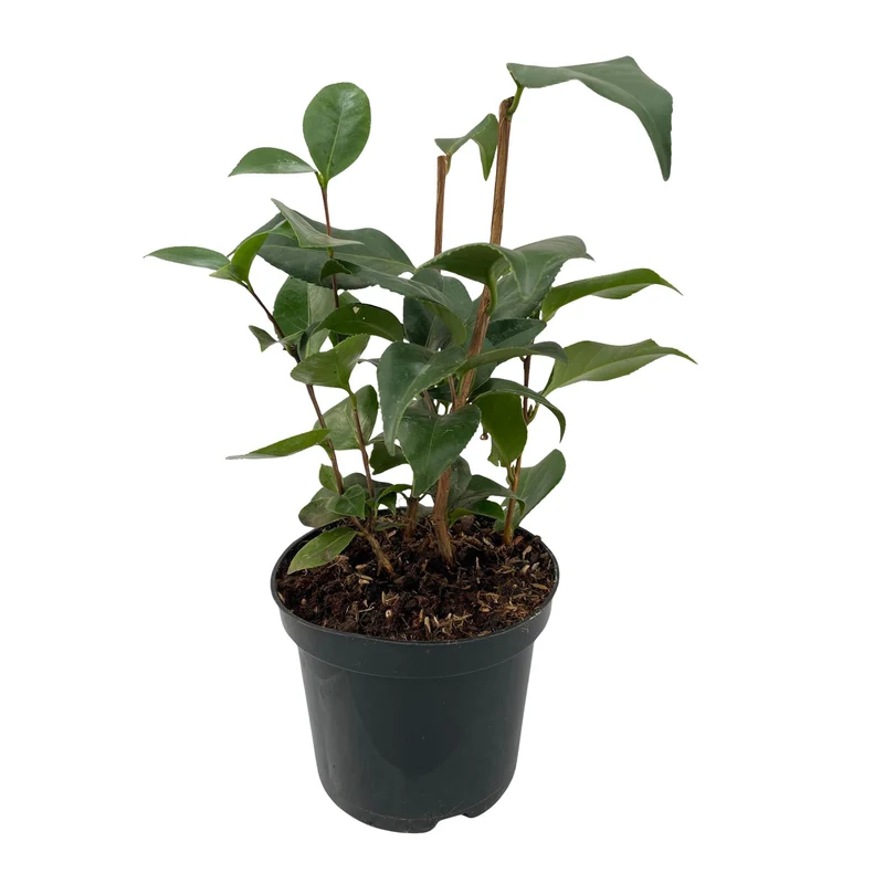 Camelia japonica Tricolour - Blüte Rosa, Weiß und Rot - 1 Pflanze - Immergrün - Topf 15cm Höhe 30cm