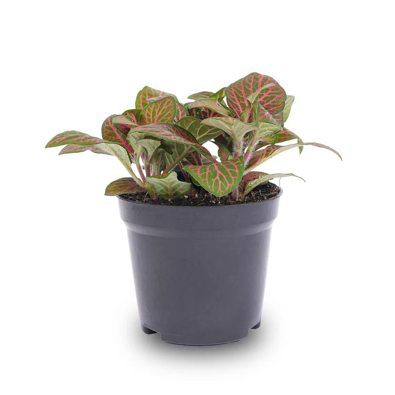 Fittonia rote Mosaikpflanze Topf 8cm