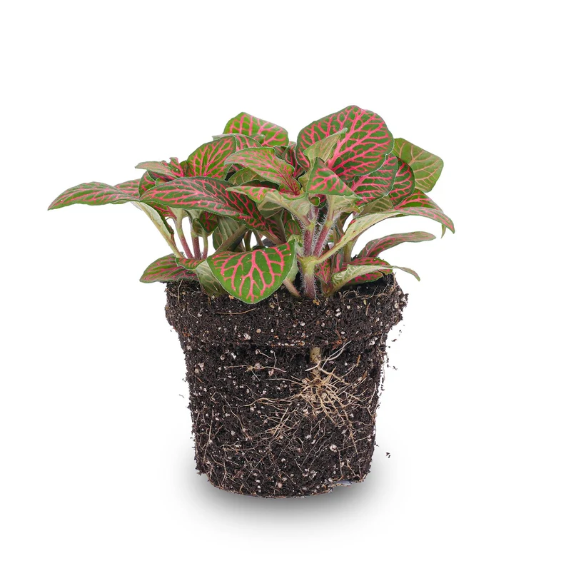 Fittonia rote Mosaikpflanze Topf 8cm