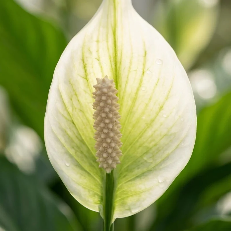 Spathiphyllum - Ø 12 cm - Höhe: 35 - 40 cm