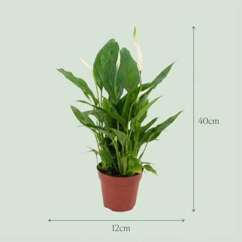 Spathiphyllum - Ø 12 cm - Höhe: 35 - 40 cm
