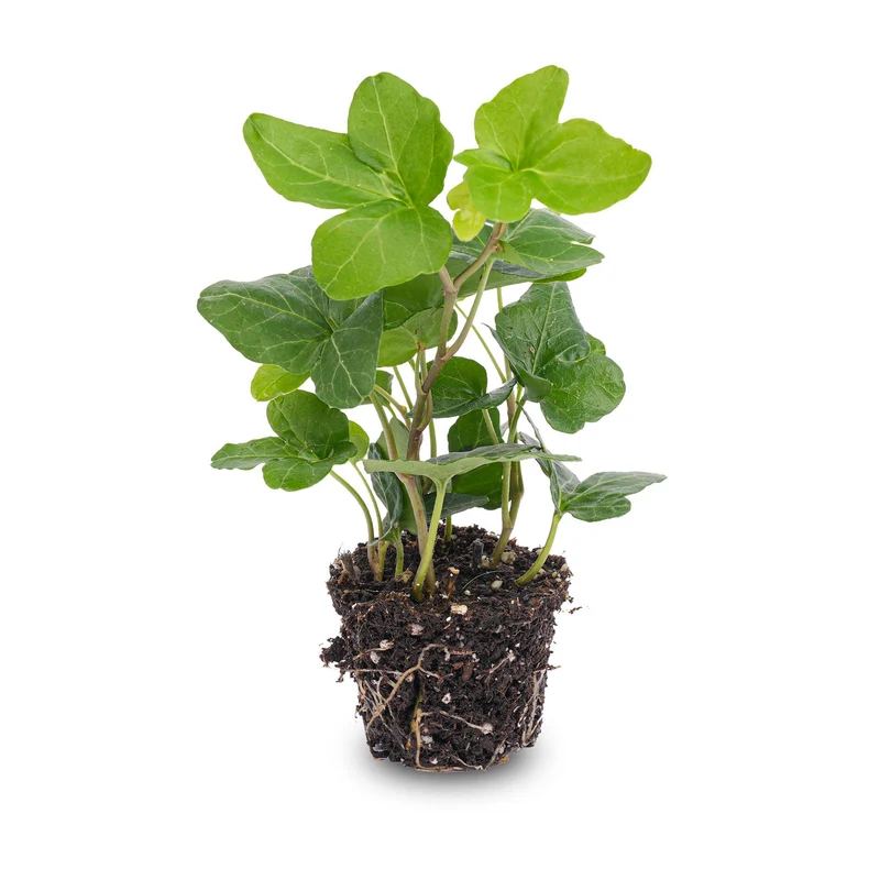 Hedera helix Ø 6 cm Zimmerpflanze & Terrarienpflanze