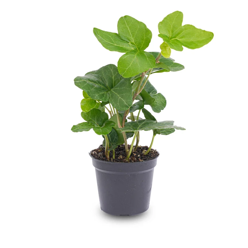 Hedera helix Ø 6 cm Zimmerpflanze & Terrarienpflanze
