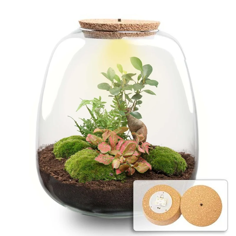 Planten Terrarium Emma DIY-Set 25 cm Ø 23 cm Bonsai Rot