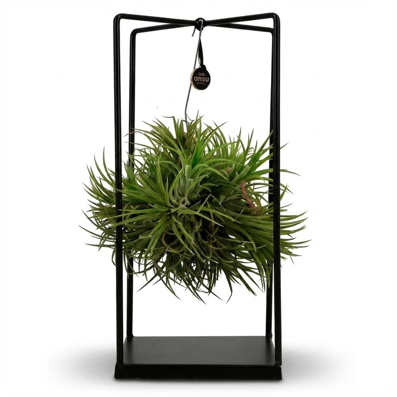 Tillandsia Luftpflanze im Dekor - Ø 14 cm - Höhe: 37 cm
