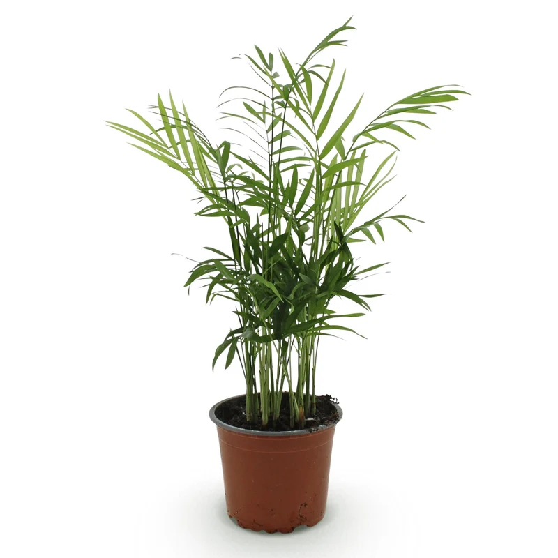 Chamaedorea elegans - Goldpalme - 1 Pflanze - Topf 12cm - Höhe 15cm