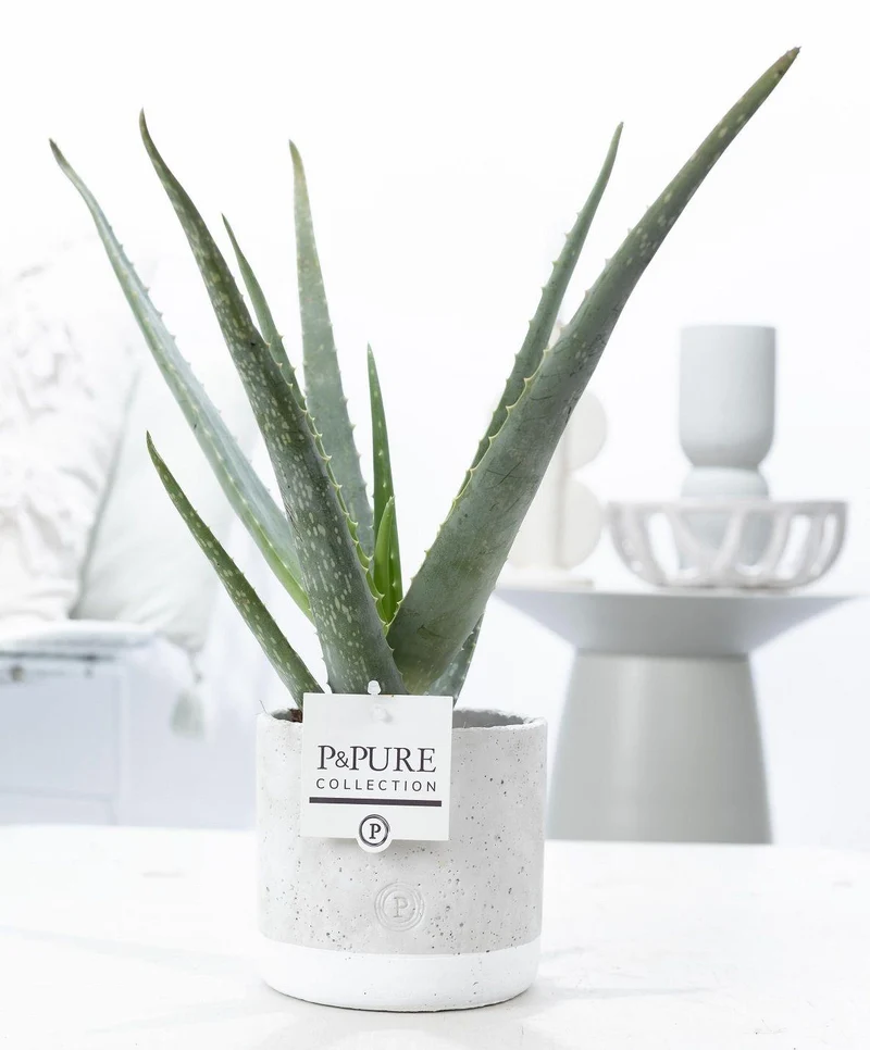 Aloe Vera in P&PURE Jade Ceramics - Ø 12 cm - Höhe 45 cm
